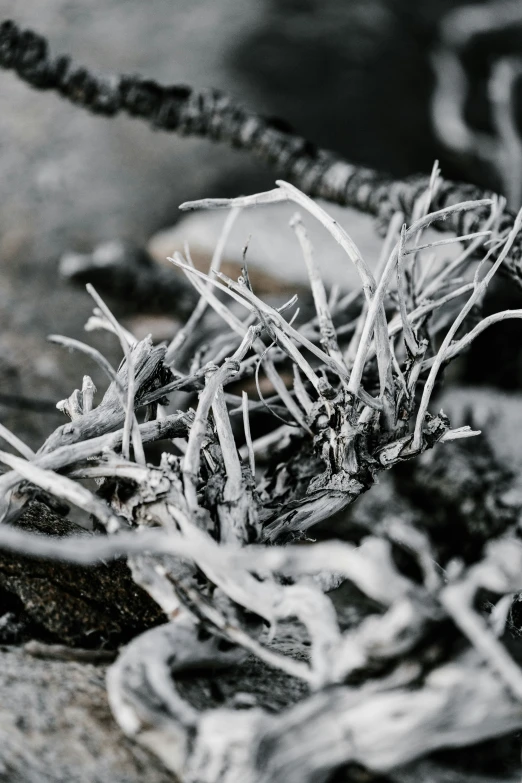 a pile of small pieces of grass with some rocks in the background