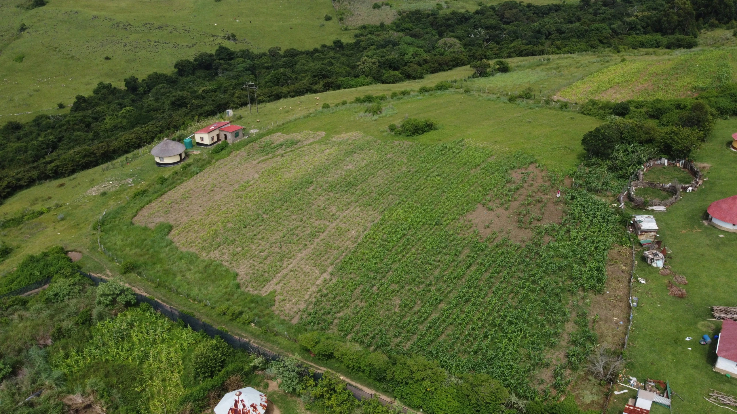 a farm with grass, lots of trees and an umbrella