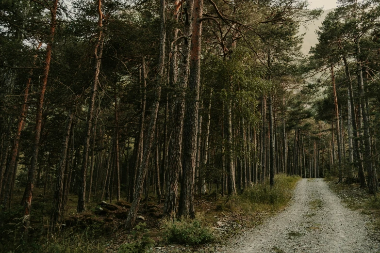 a road that is surrounded by trees and gravel