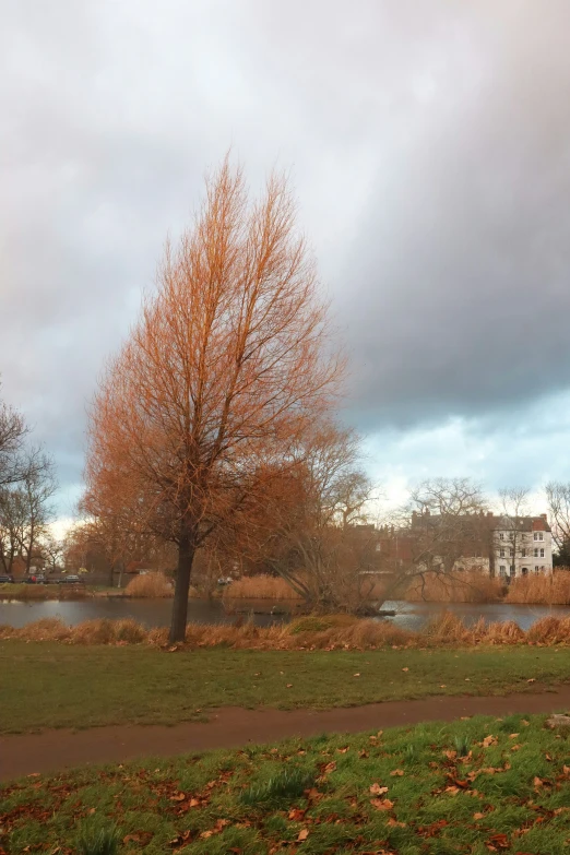 a large tree near a small pond in a field