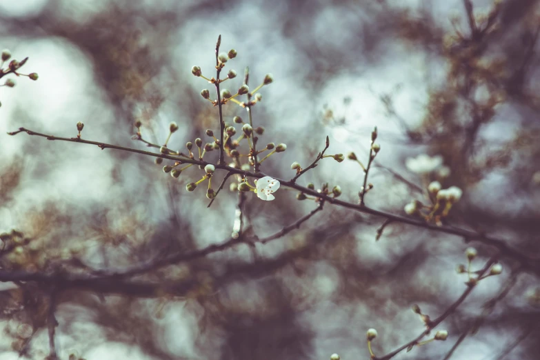 some white flowers that are blooming and on a tree