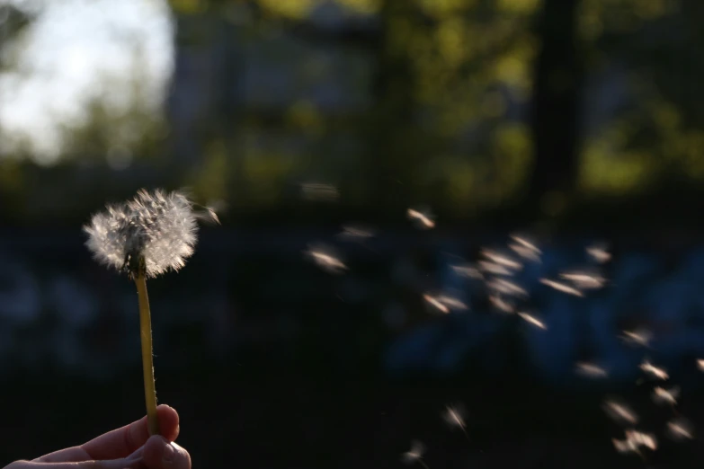 someone is flying a dandelion at night