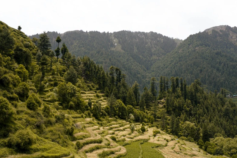 this is a view of a lush green hillside