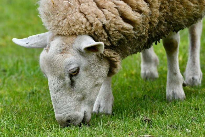 a sheep eating grass with it's head on the ground