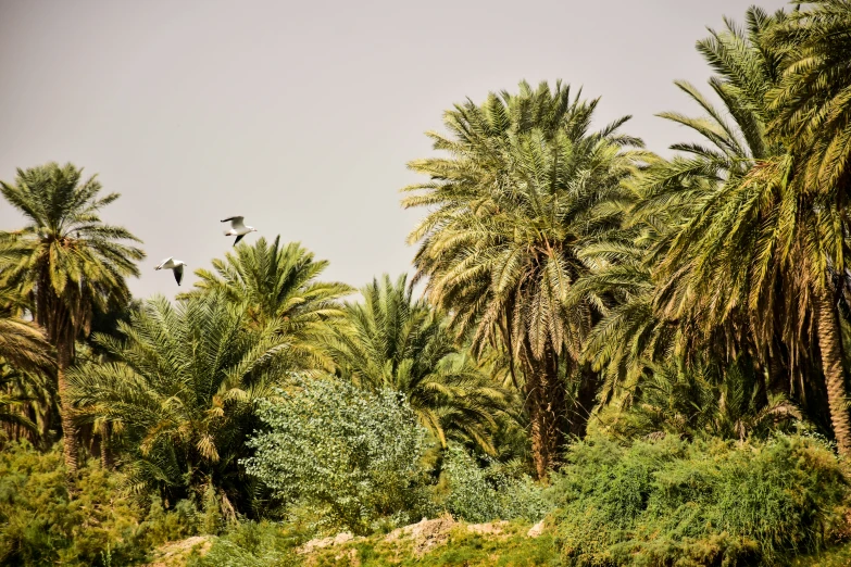 birds flying in a cluster near palm trees