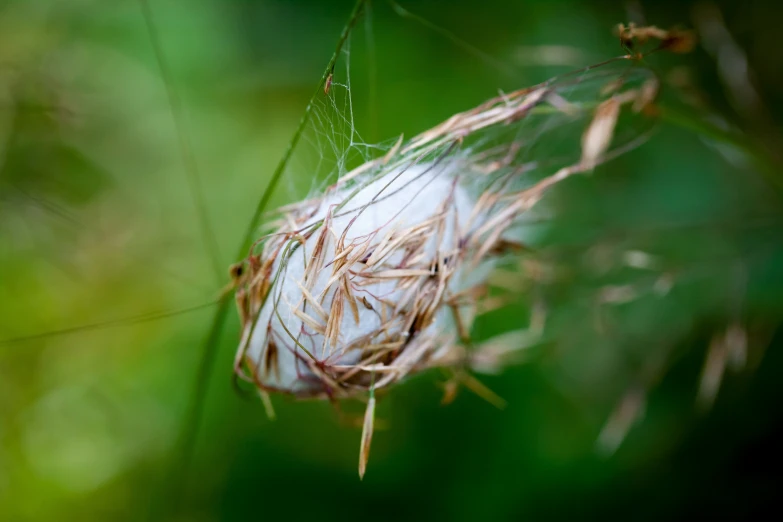 a bird nest hanging from a nch with grass