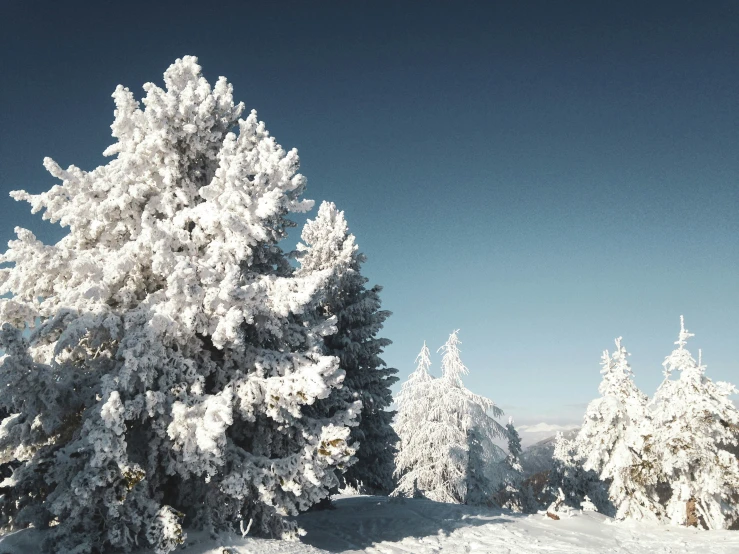 there is a snowboarder that is standing in front of trees