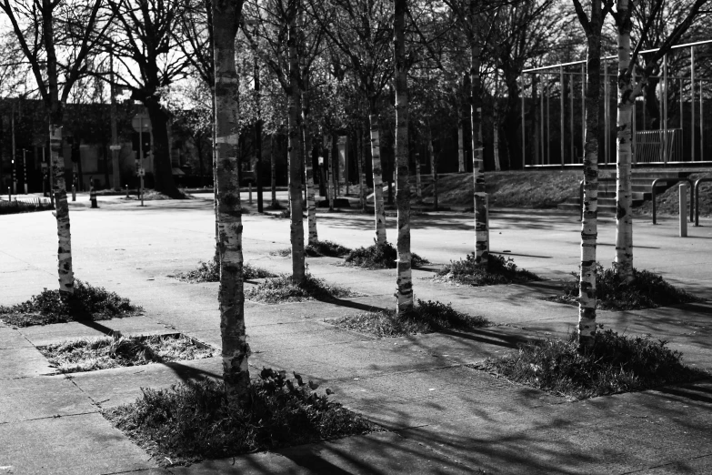 several rows of trees line the cement street