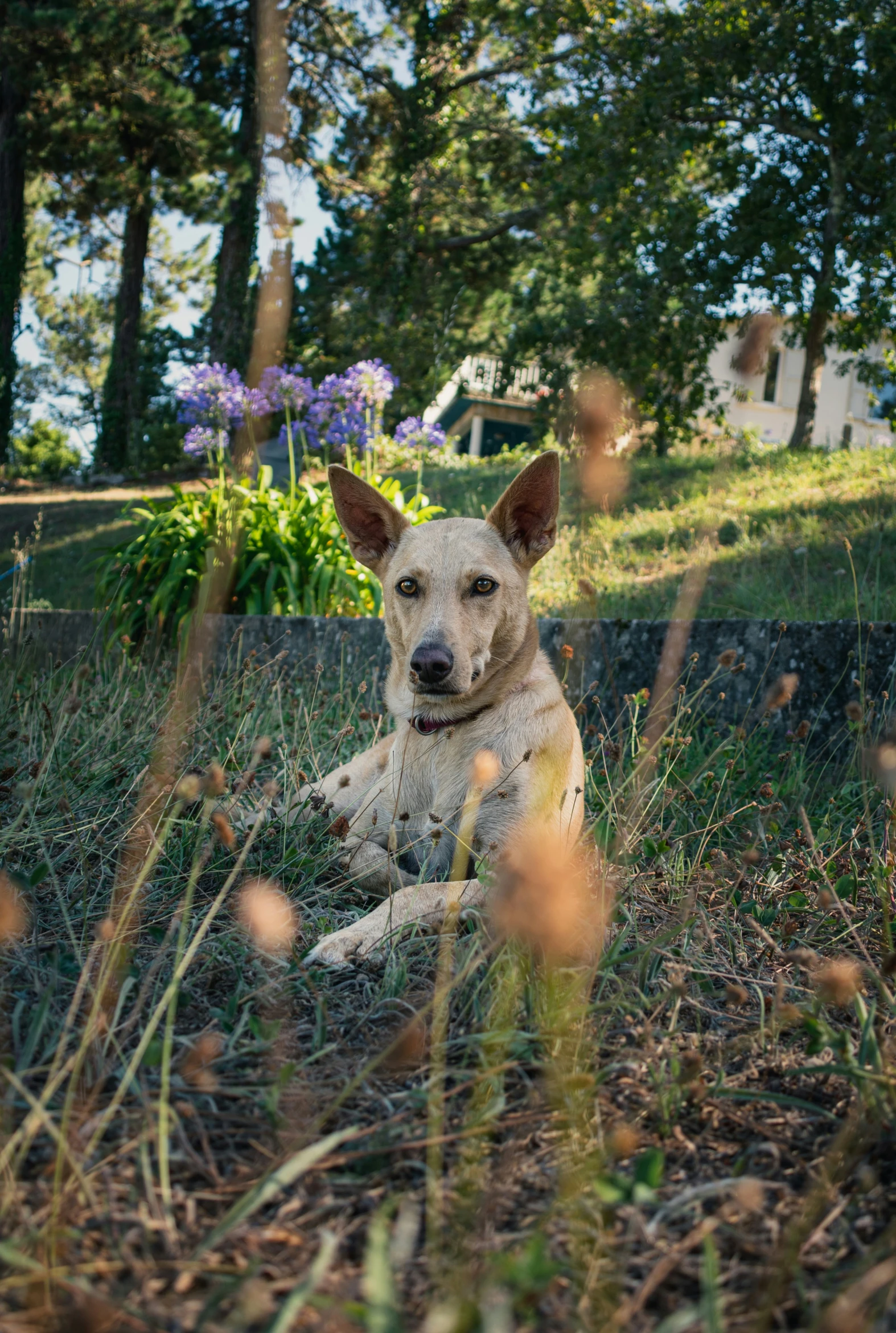 a dog sitting on the ground near a tree