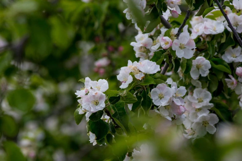 a group of flowers in bloom on trees