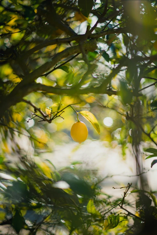 the tree has a lemon hanging from it