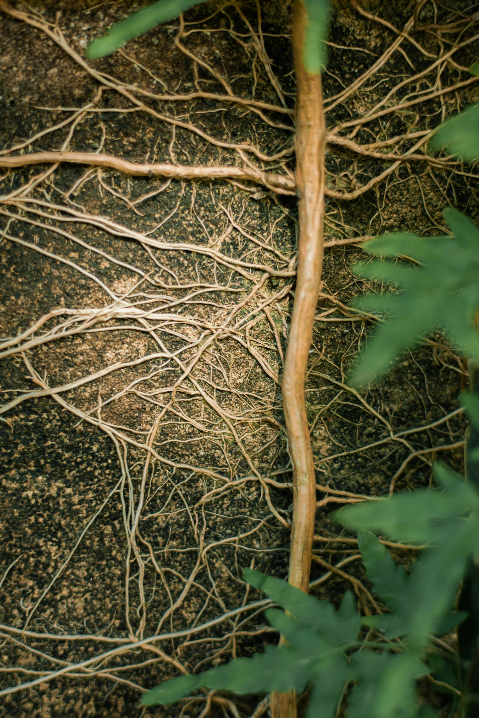 an up close view of the tree roots on the ground