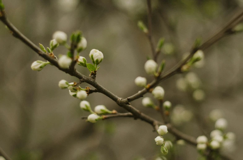 nches with white flowers in the early morning