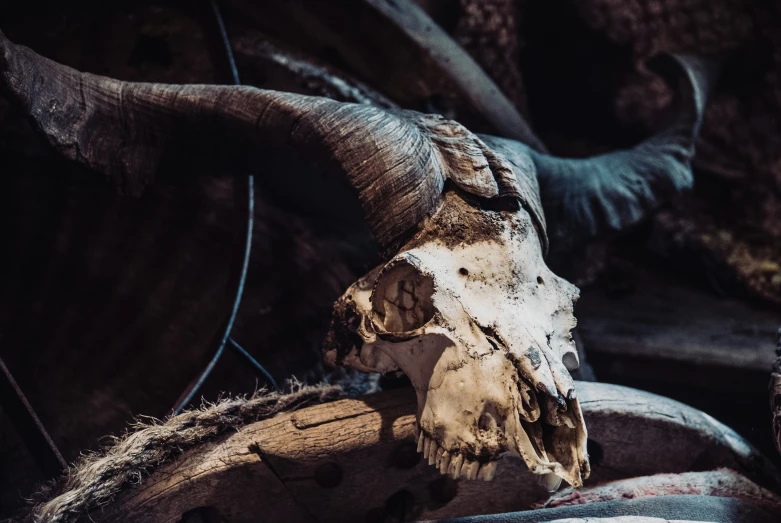 a white, curved animal's head with horns is shown