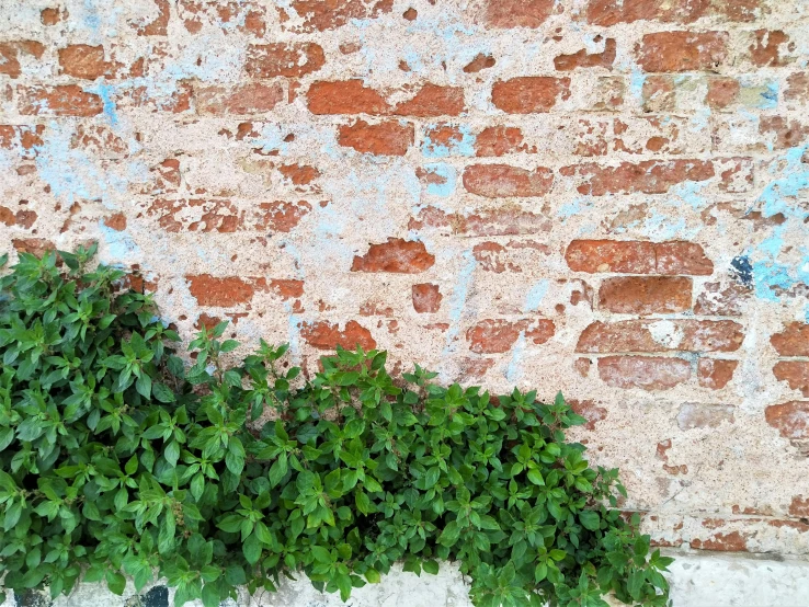 there are two green plants growing out of the s in the wall