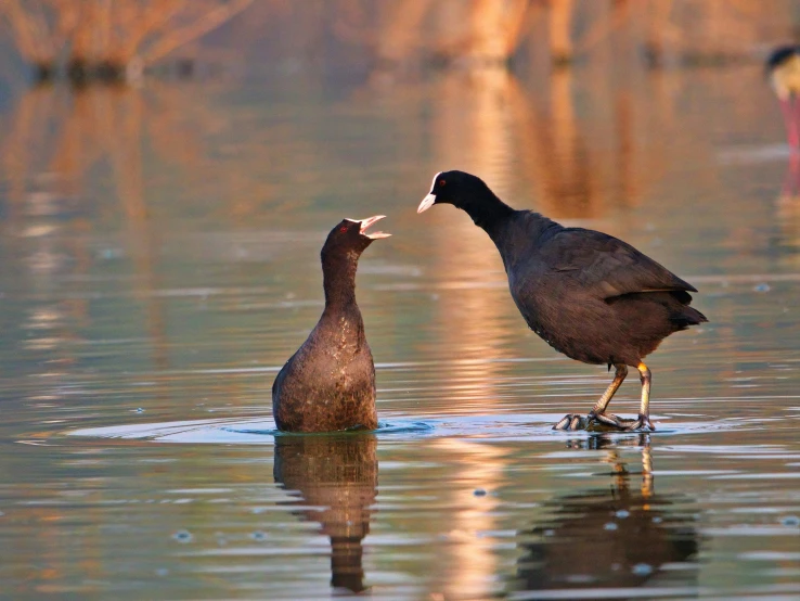 two ducks are touching beaks in the water