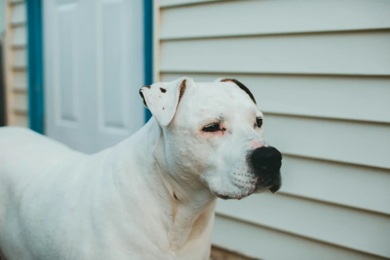 a close up of a dog near a house