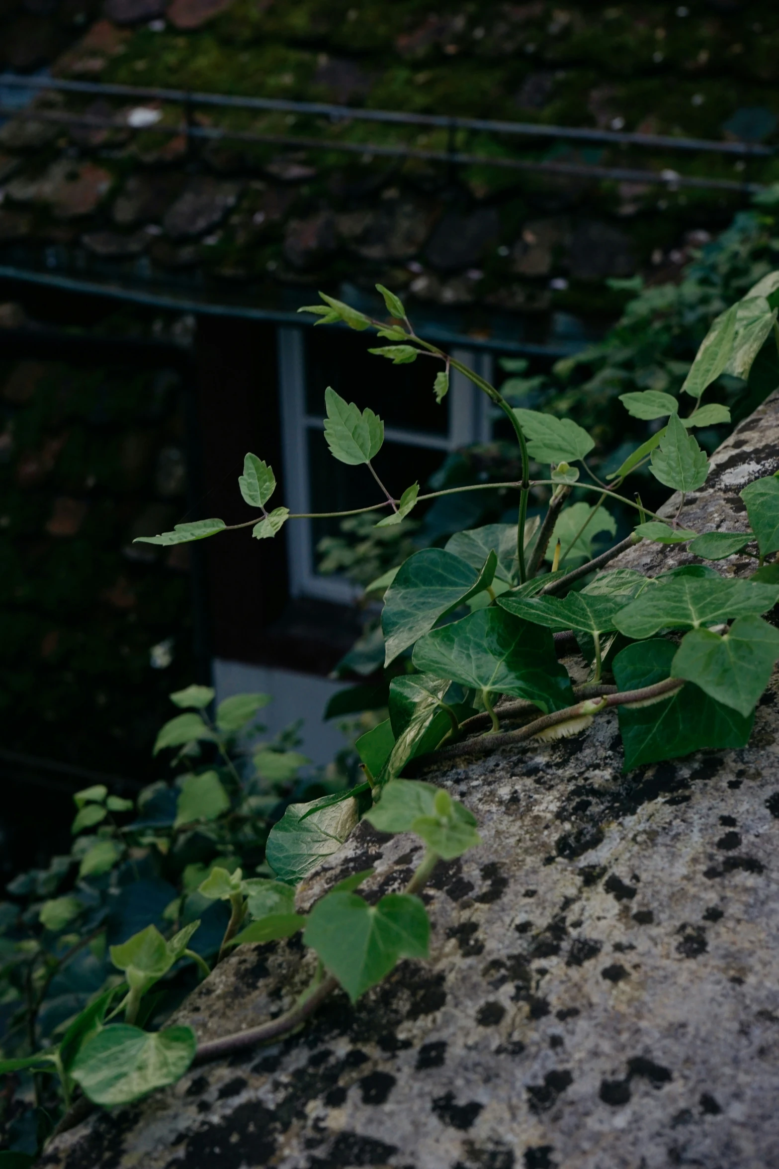 an ivy covered rock in front of a small building