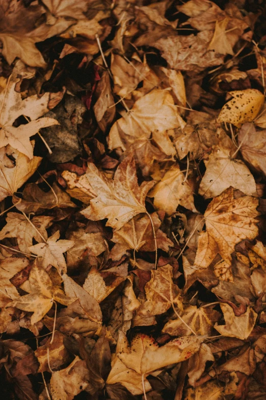 brown leaves covering the ground and ground in autumn