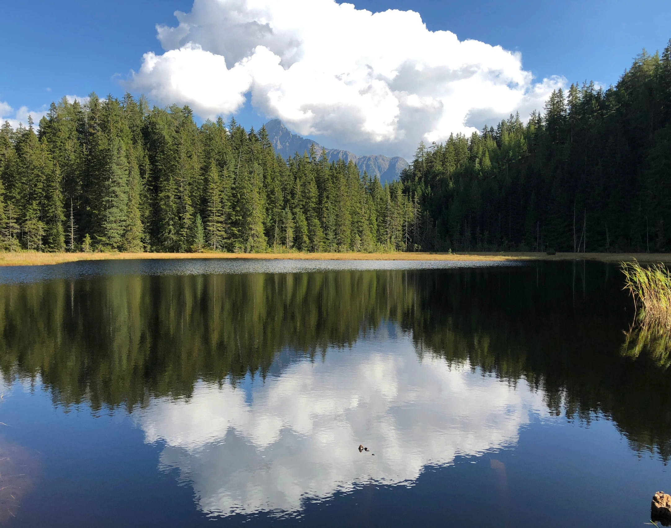 a lake in the woods near to many trees