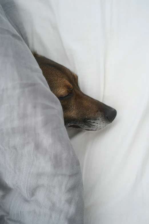 a dog is asleep with its head on a pillow
