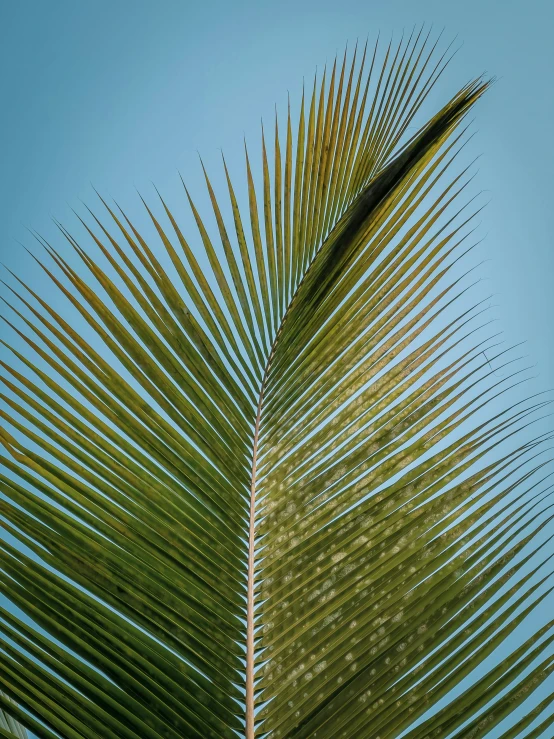 there is a large palm tree in the blue sky