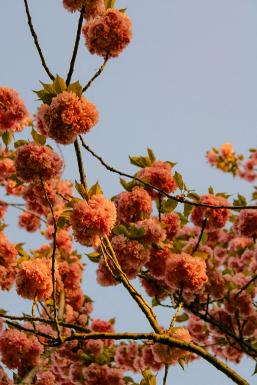 a bird perches on a tree nch with flowers in the foreground