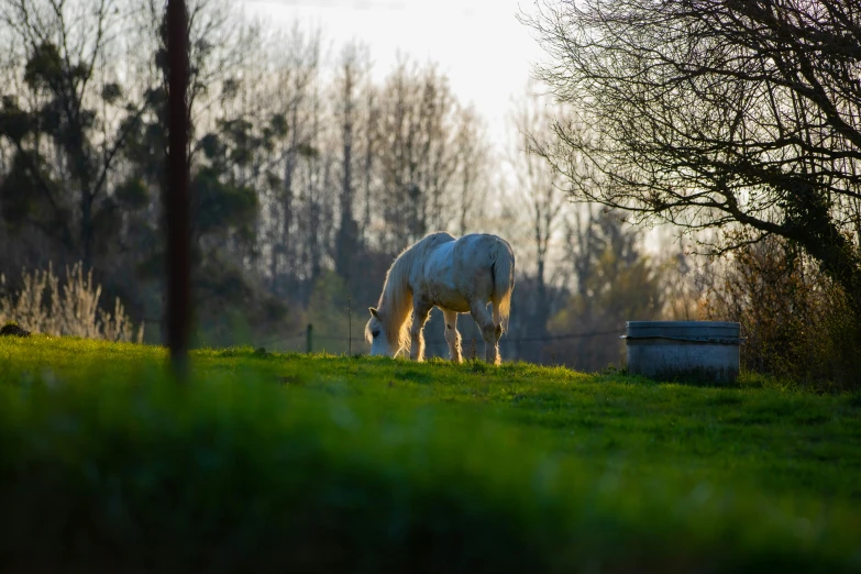 a white horse grazes in a grassy meadow