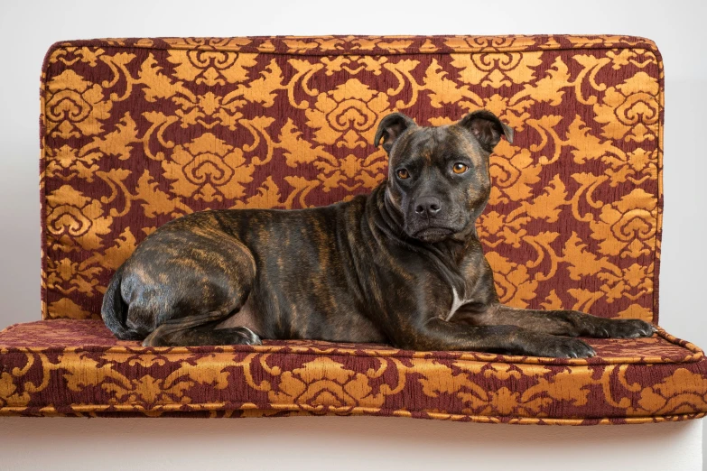 a dog lying on an ornately designed couch