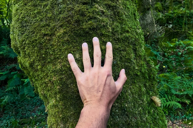 hand reaching up to a tall moss covered tree trunk