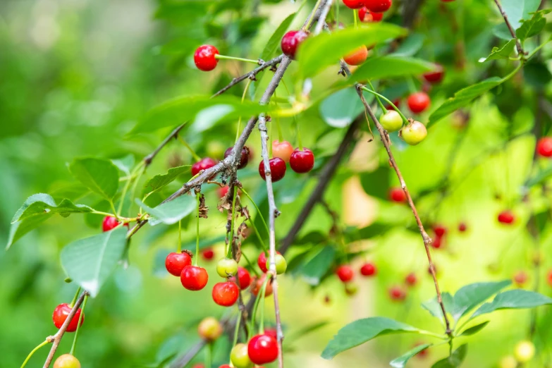 berries are on the tree and the green leaves