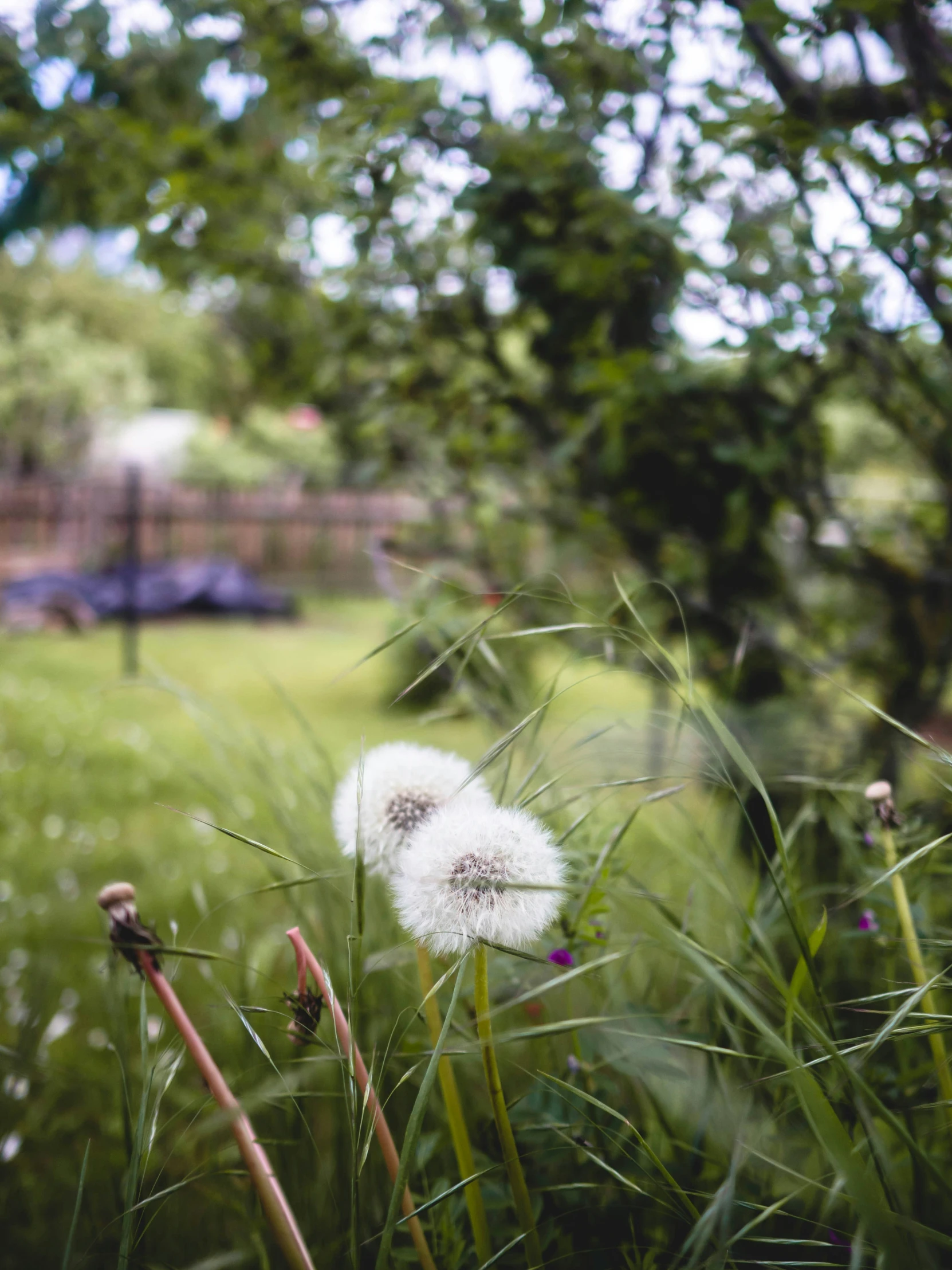 this po shows the back yard and green grass with a dandelion in the center of it