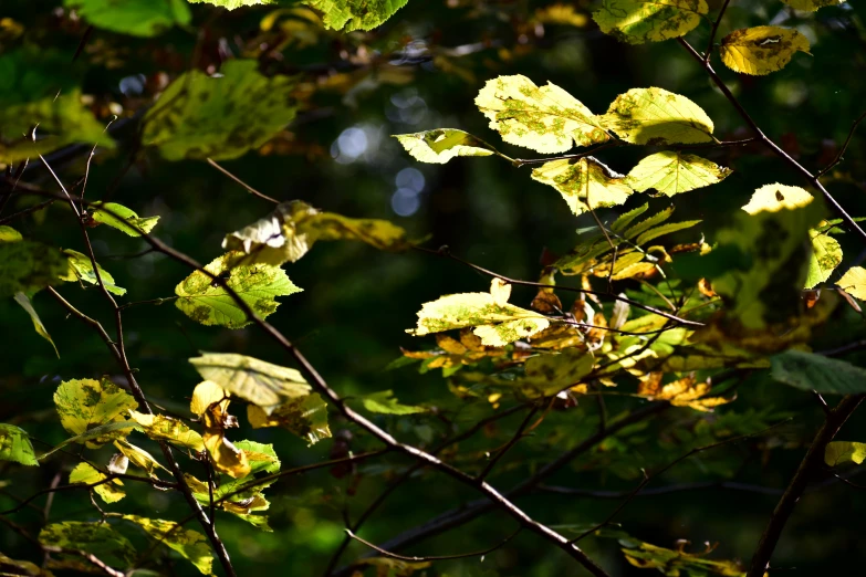 some green leaves are hanging off of a nch