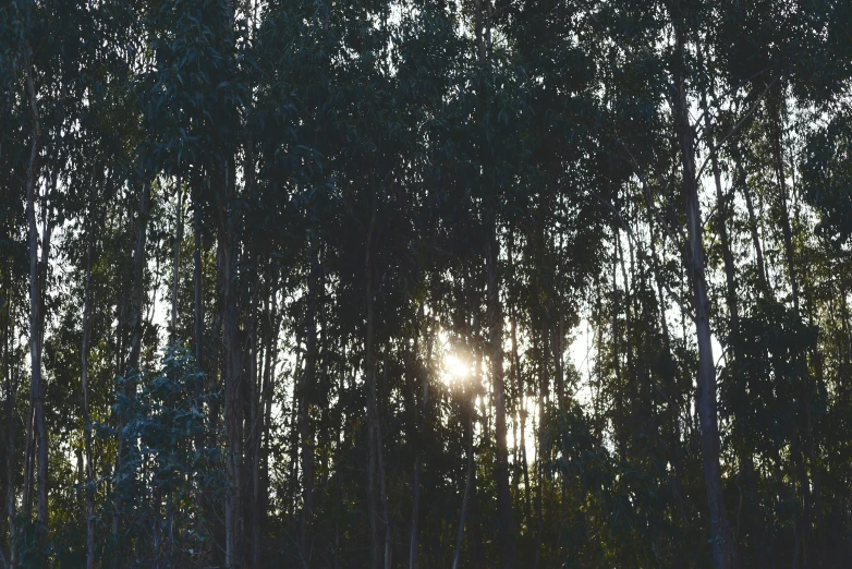 the sun peaking through the trees in the middle of a forest