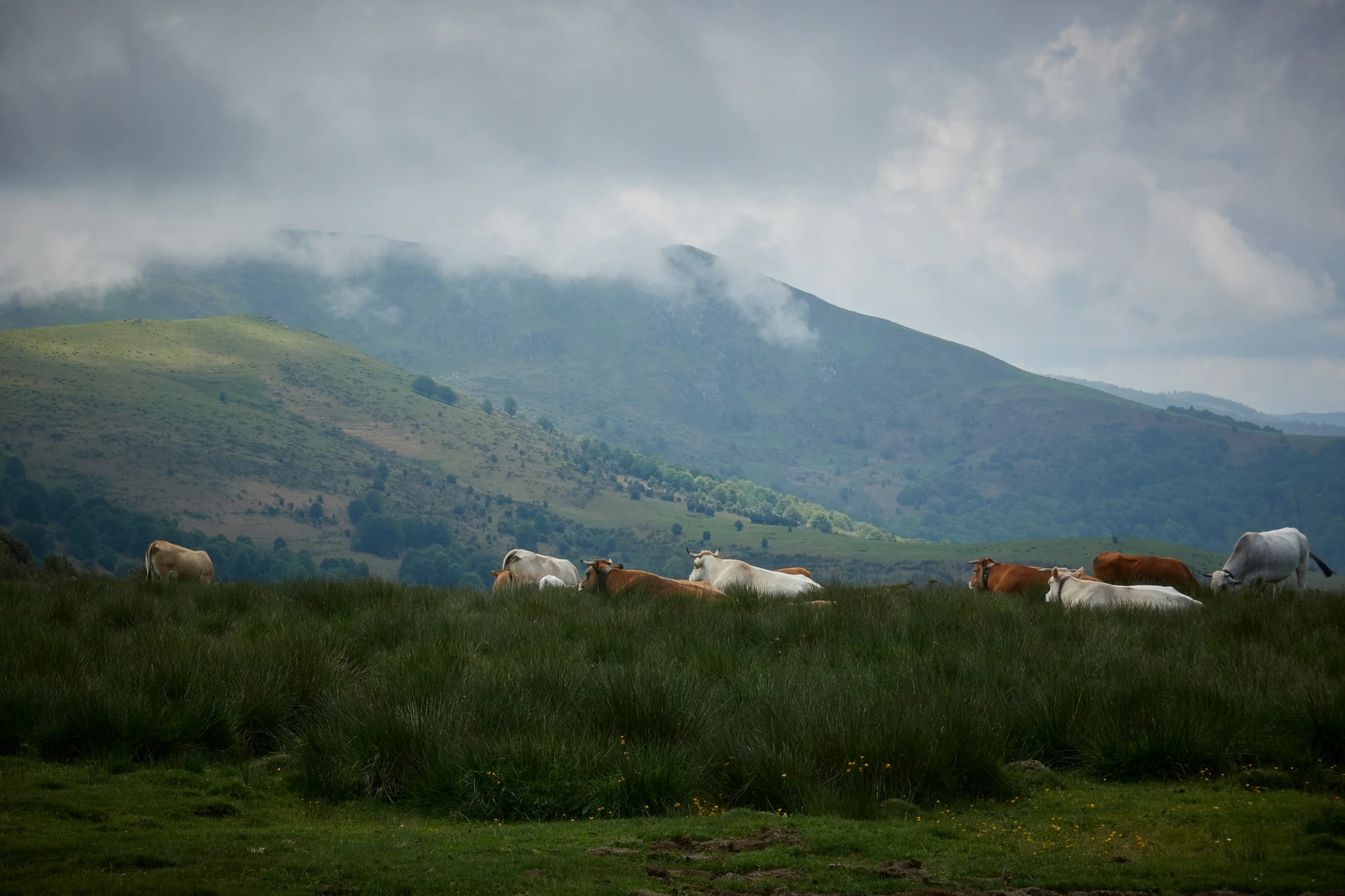 a herd of cattle laying down in a pasture