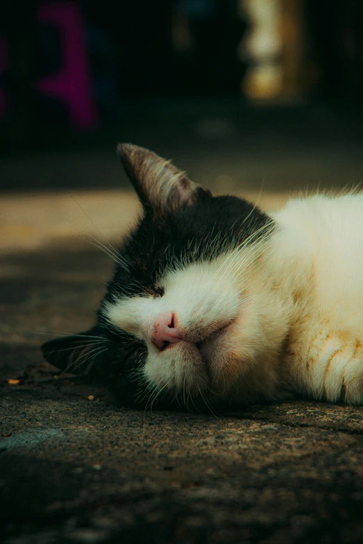 a cat with its face down is laying on the ground