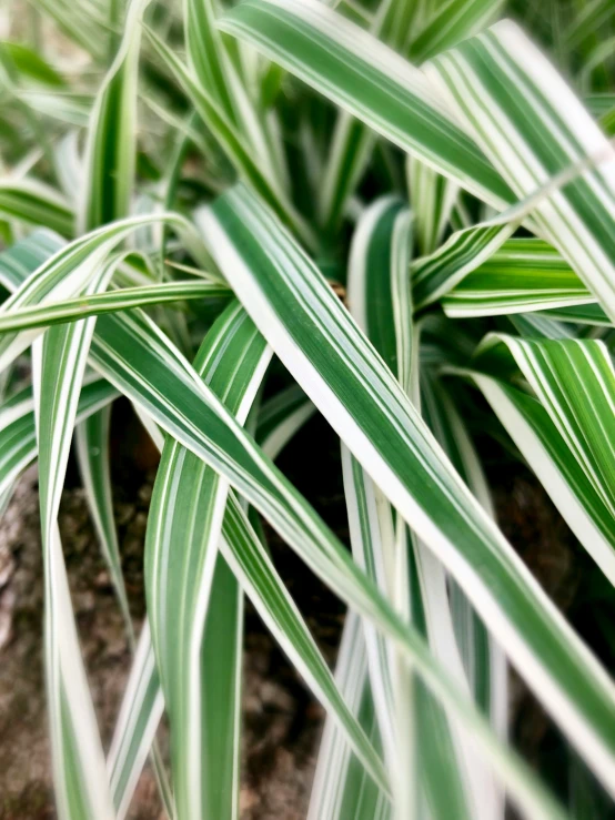 very close up of grass growing in a rock wall