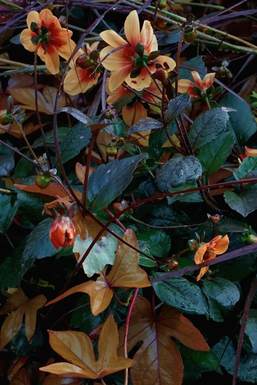 a tree with some yellow and red flowers near leaves