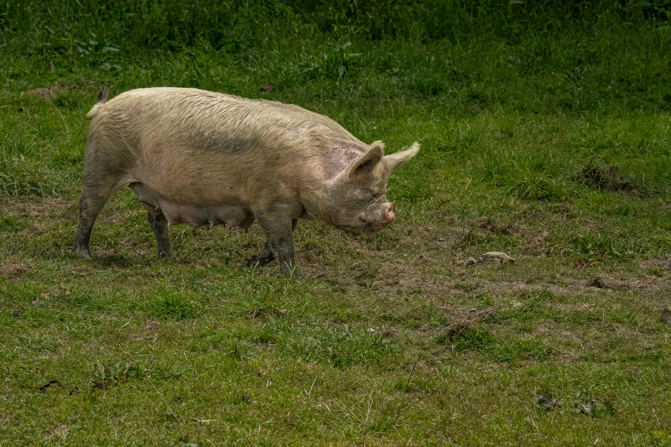 a small pig standing on a lush green field