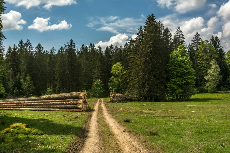 a dirt road and trees are next to some trunks