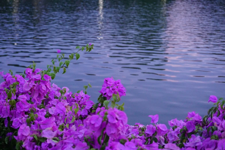 many purple flowers blooming in front of some water