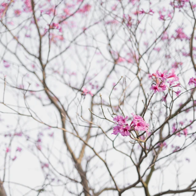 pink flower in foreground with nches in background