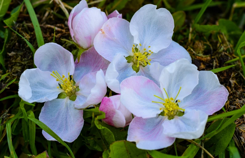 some pink and blue flowers in the grass