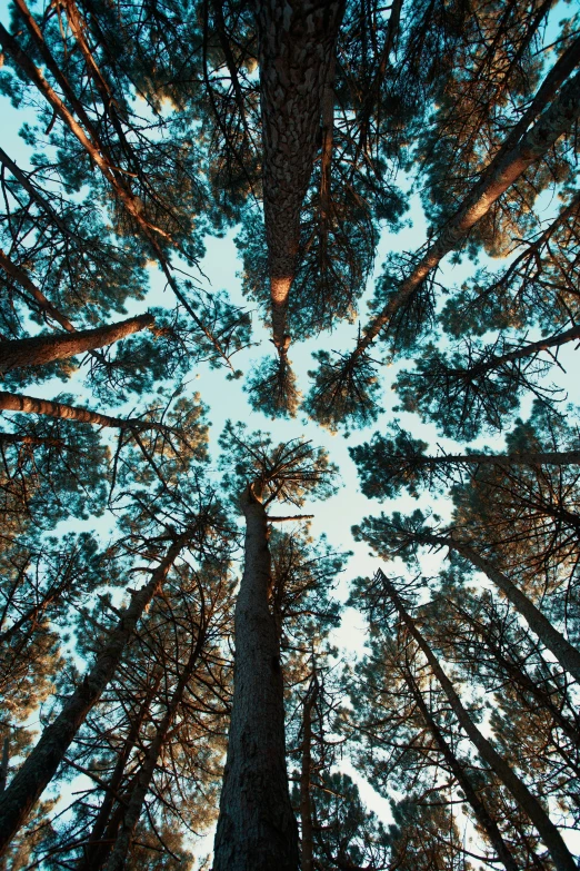 trees with no leaves are looking upward into the sky