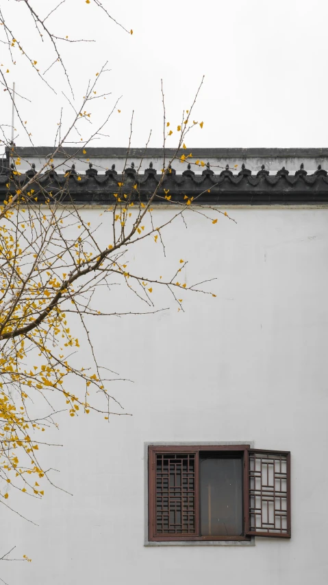 tree without leaves in front of white building with a window