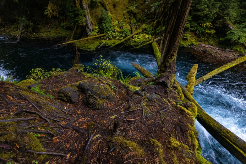 a stream running through a forest covered in lush green foliage