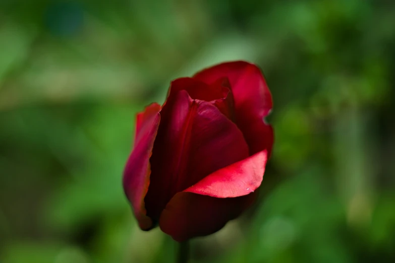 a red flower that is in a vase