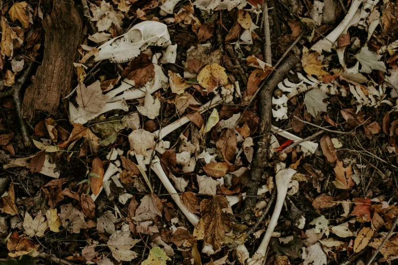 various dead mushrooms and leaves lay on the ground