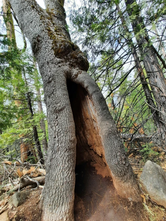 the large tree has fallen into the area with its trunk