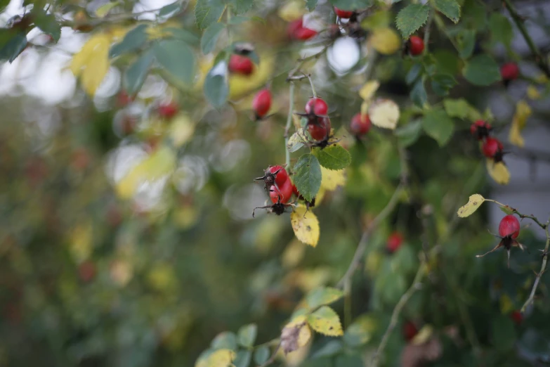 a close up of red berries on nches